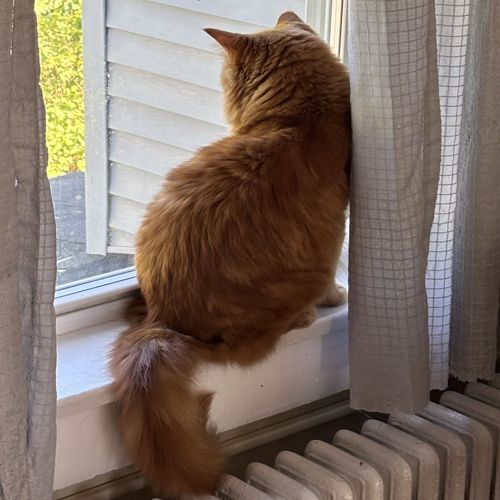 photograph of an orange cat sitting on a window sil looking outside